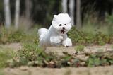 BICHON FRISE 350